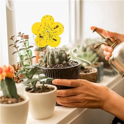 Trappole cattura insetti per interni/esterni/cucina,